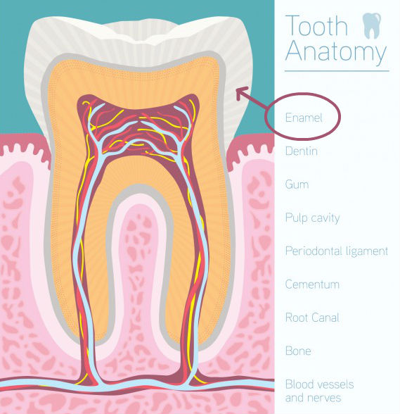 Anatomy of a tooth