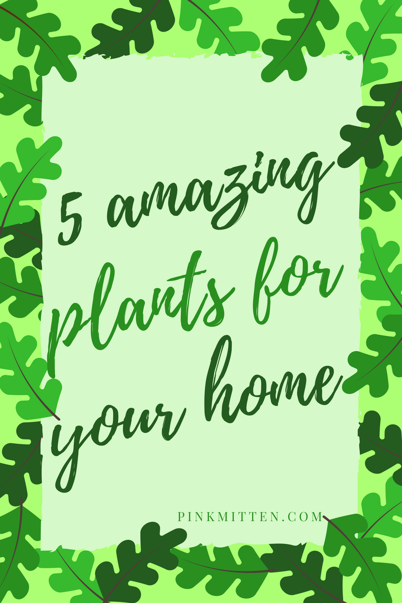 5 Amazing Plants for your Home @pinkmitten.com #garden #gardening #flowers #plants